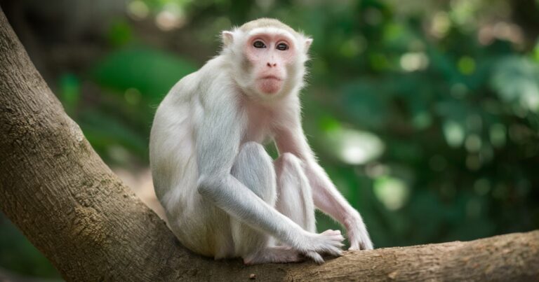 Albino-Monkey.net Travel Archives